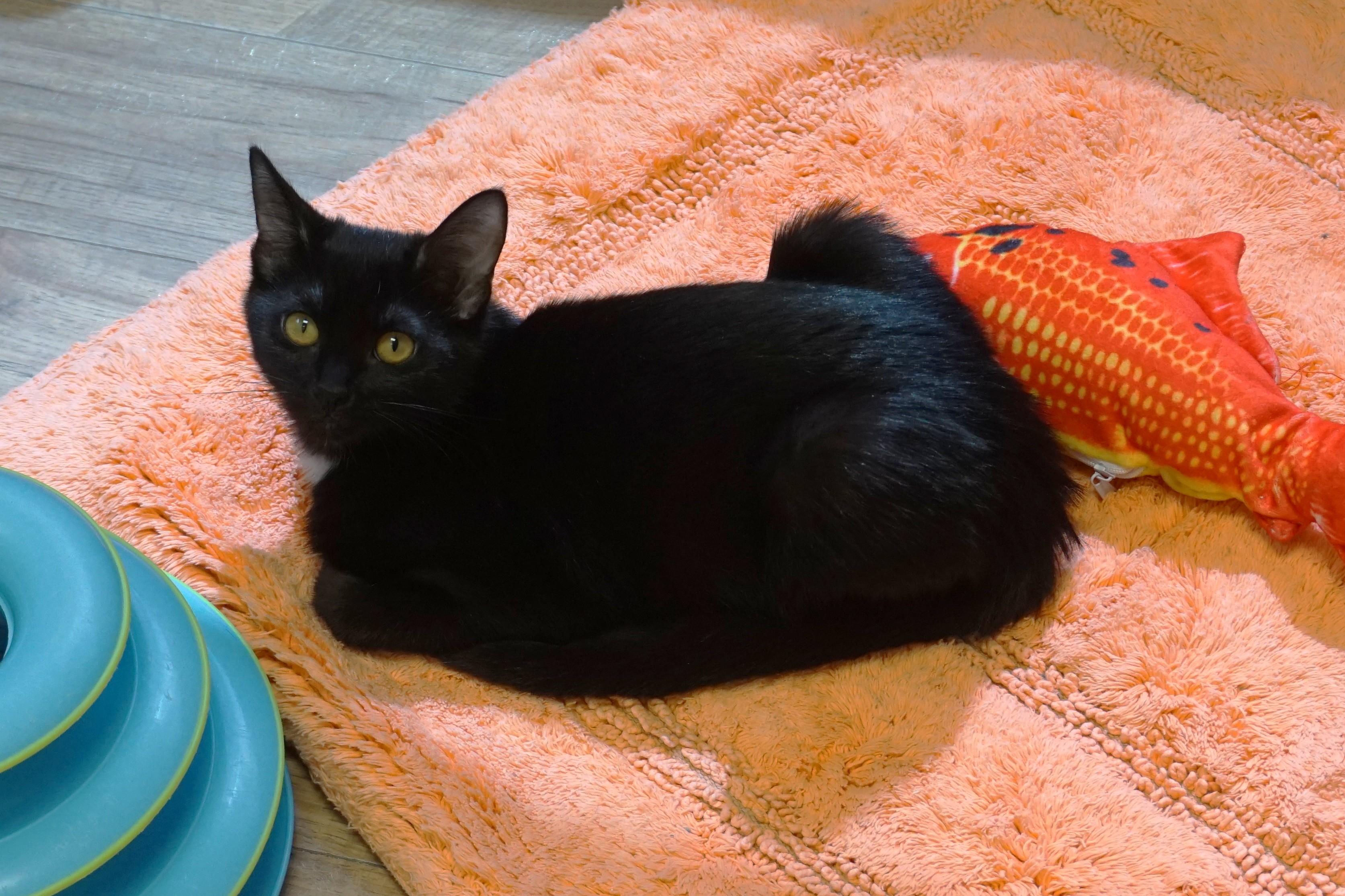 Enlarge Tilly, a ADOPTABLE Domestic Short Hair in Fountain Hills, AZ image 2/6