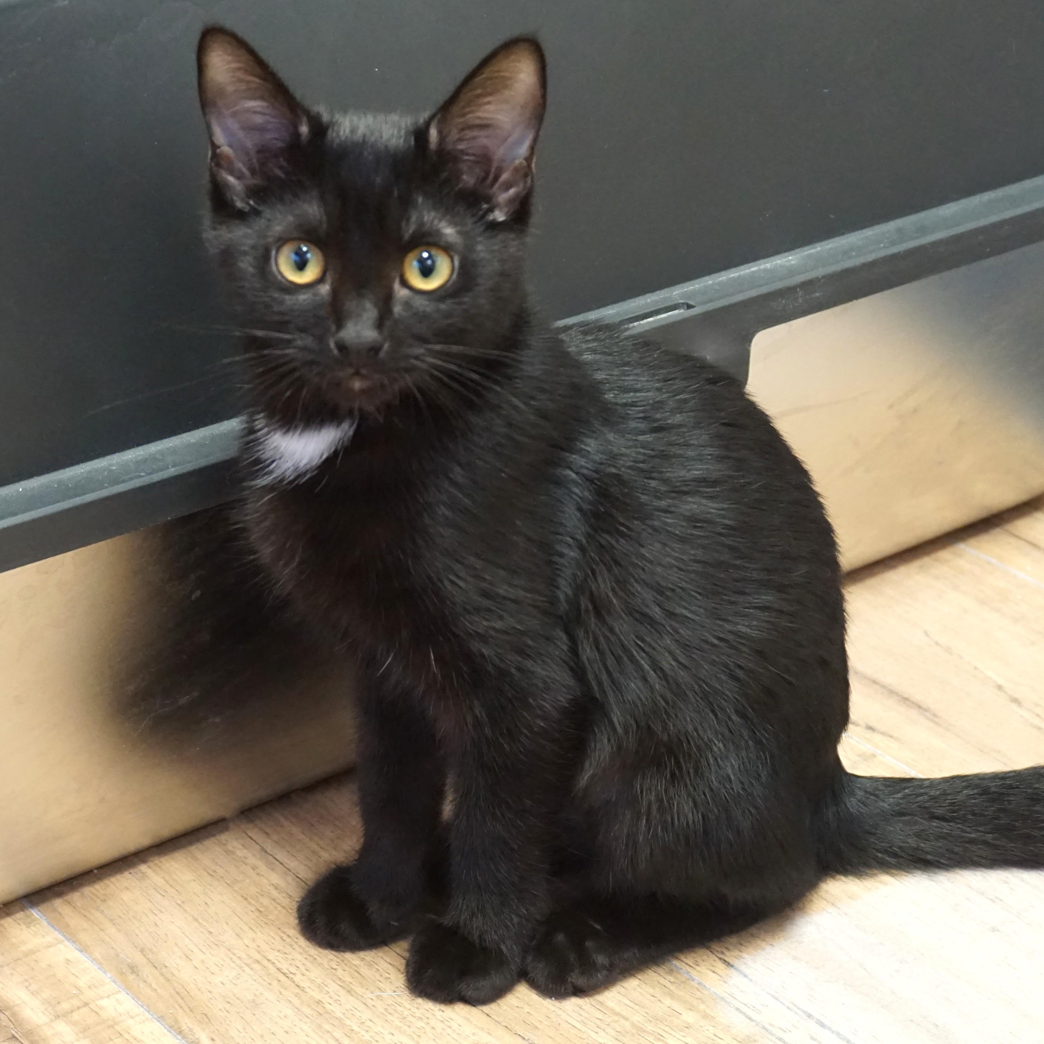 Enlarge Tilly, a ADOPTABLE Domestic Short Hair in Fountain Hills, AZ image 1/6