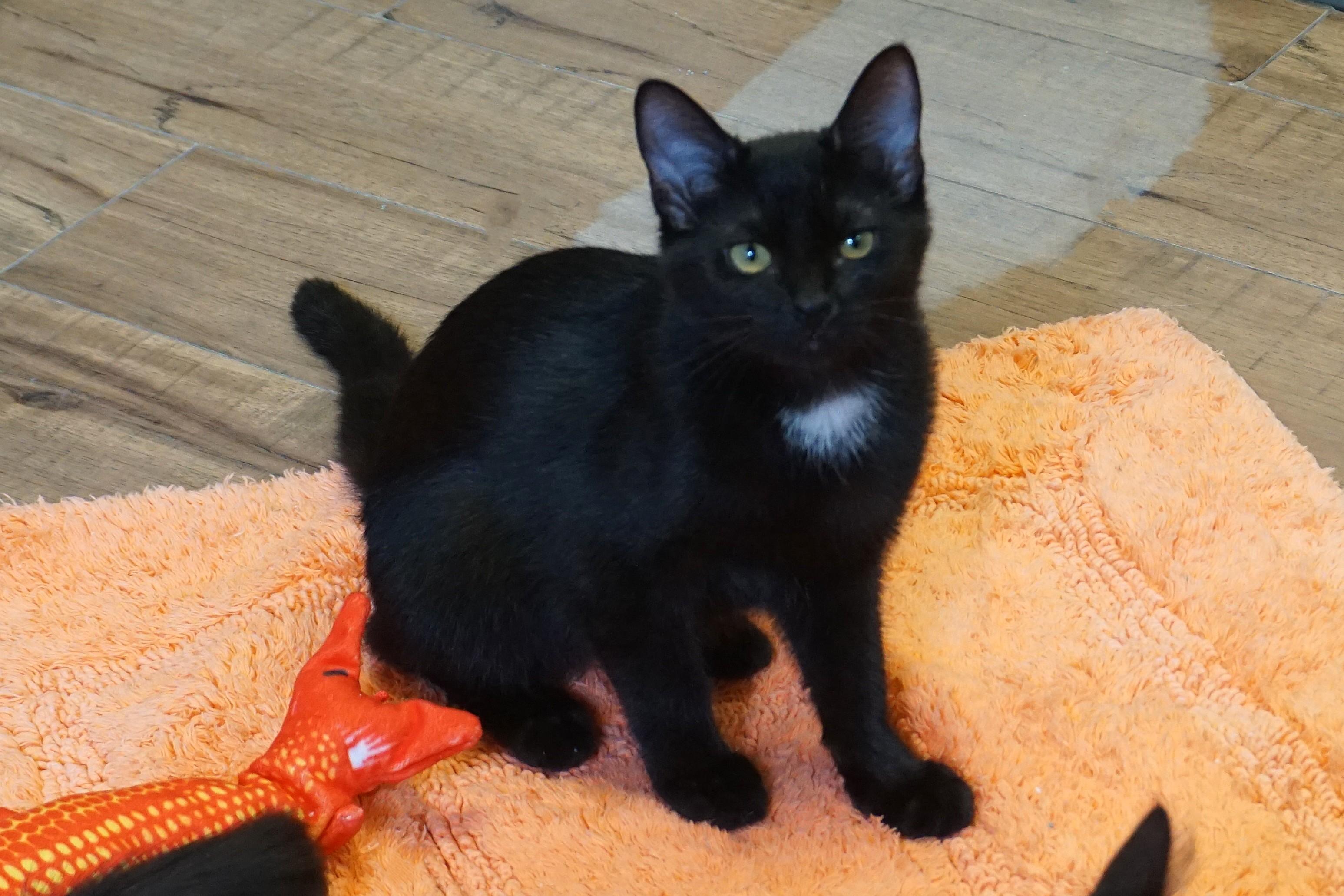 Enlarge Tilly, a ADOPTABLE Domestic Short Hair in Fountain Hills, AZ image 4/6
