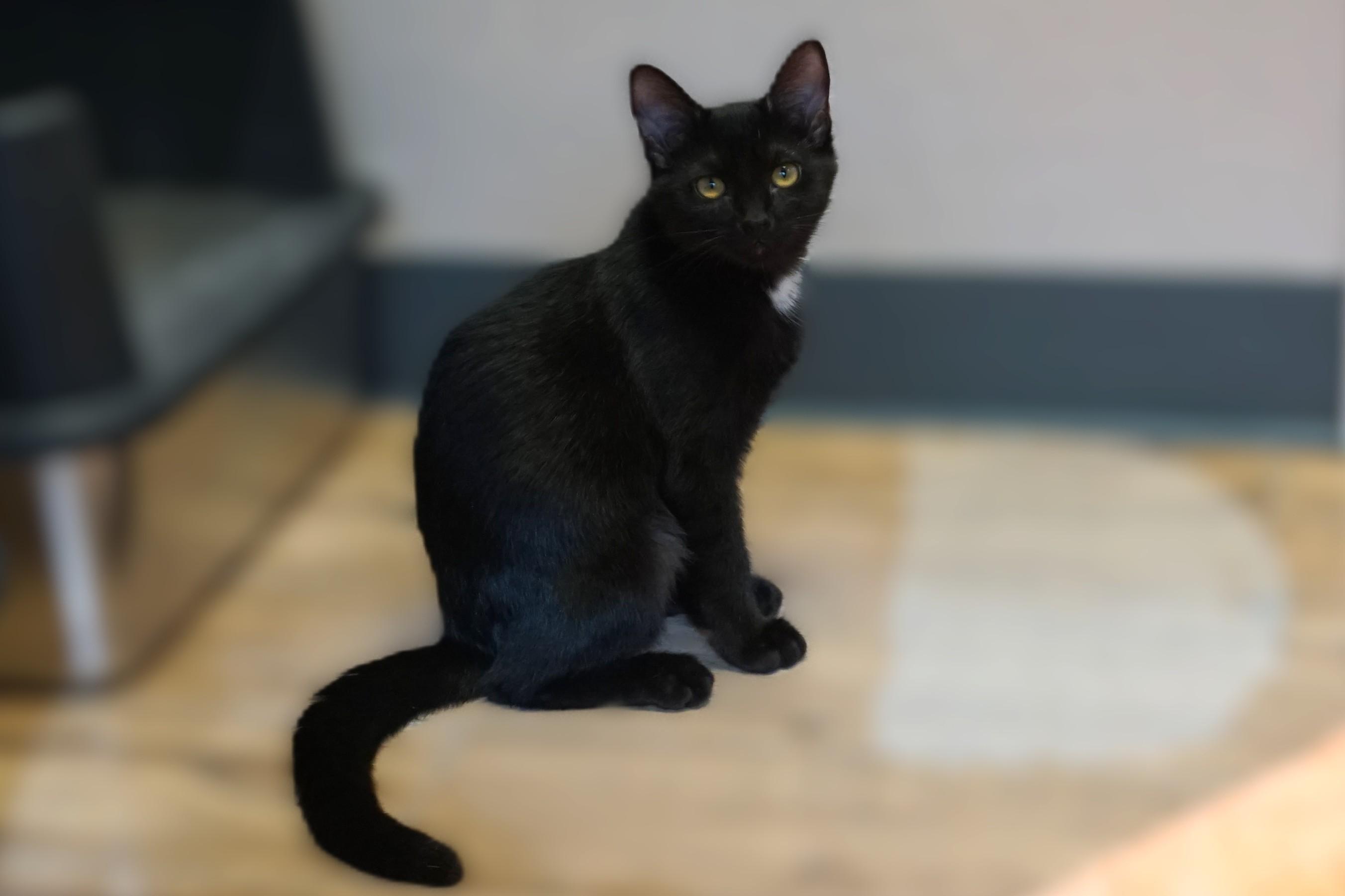 Enlarge Tilly, a ADOPTABLE Domestic Short Hair in Fountain Hills, AZ image 3/6