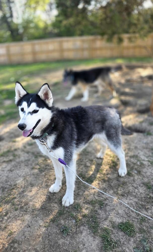 Enlarge Seven Kingdoms : Egg (Joker), a Adoptable mixed breed in Aurora, IN image 1/6