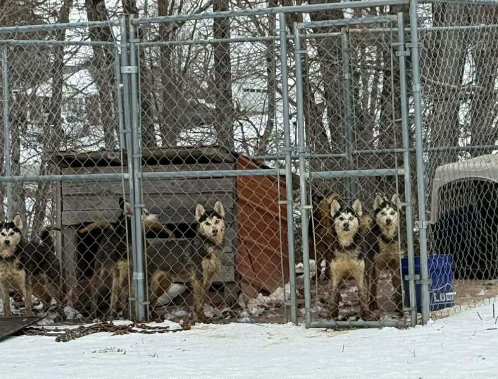 Enlarge Seven Kingdoms : Egg (Joker), a Adoptable mixed breed in Aurora, IN image 1/5