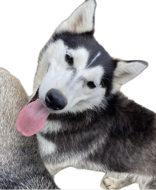 Enlarge Seven Kingdoms : Egg (Joker), a Adoptable mixed breed in Aurora, IN image 2/6