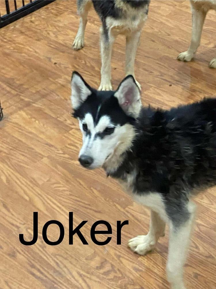 Enlarge Seven Kingdoms : Egg (Joker), a Adoptable mixed breed in Aurora, IN image 3/5