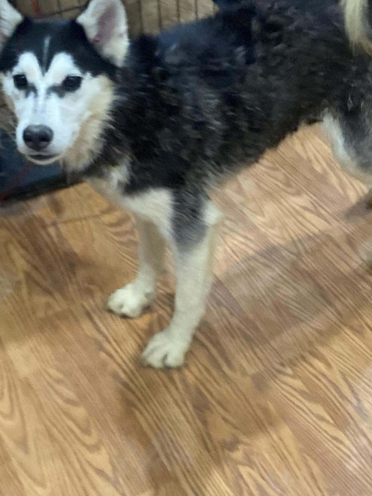 Enlarge Seven Kingdoms : Egg (Joker), a Adoptable mixed breed in Aurora, IN image 4/5