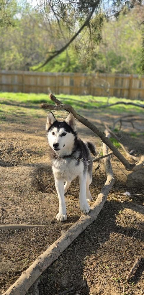 Enlarge Seven Kingdoms : Egg (Joker), a Adoptable mixed breed in Aurora, IN image 5/6