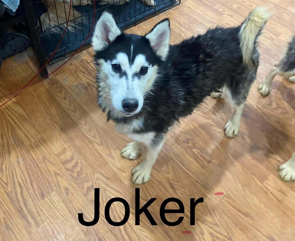 Enlarge Seven Kingdoms : Egg (Joker), a Adoptable mixed breed in Aurora, IN image 5/5