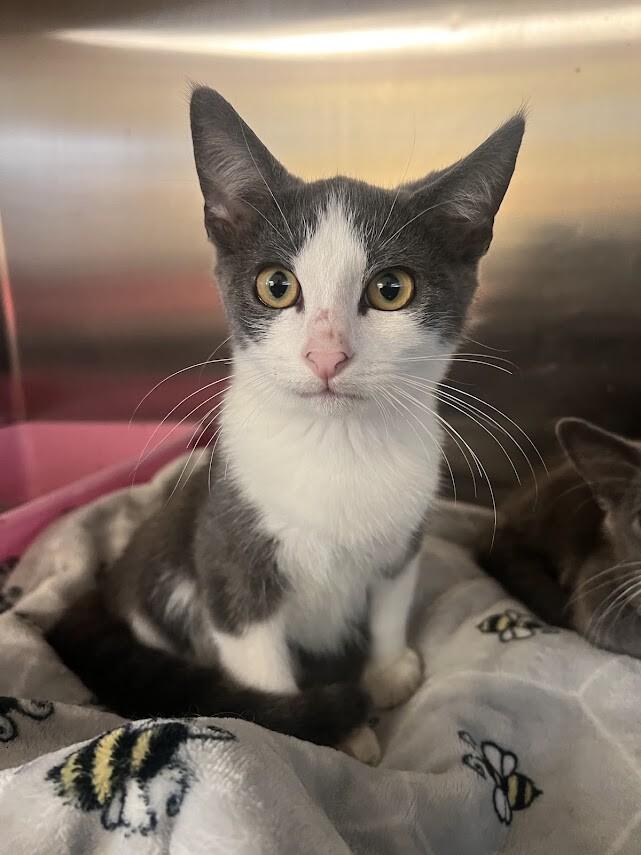 Enlarge Wyrick, a Adoptable Domestic Short Hair in Colonial Heights, VA image 1/1