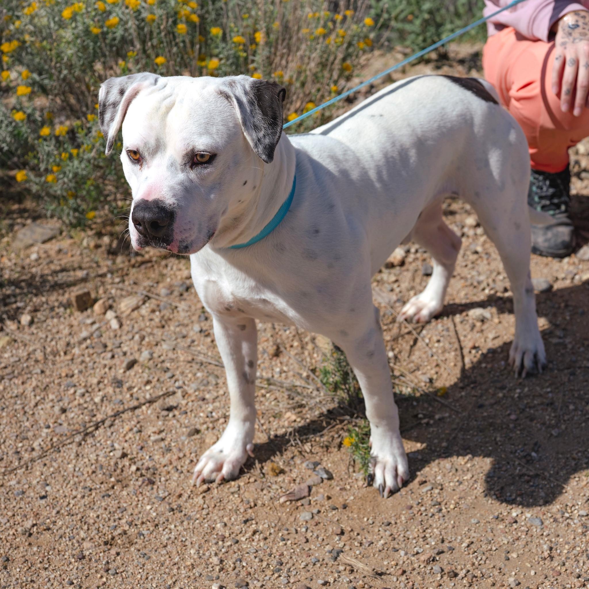 GUERO, Adoptable, Adult Male American Bulldog.