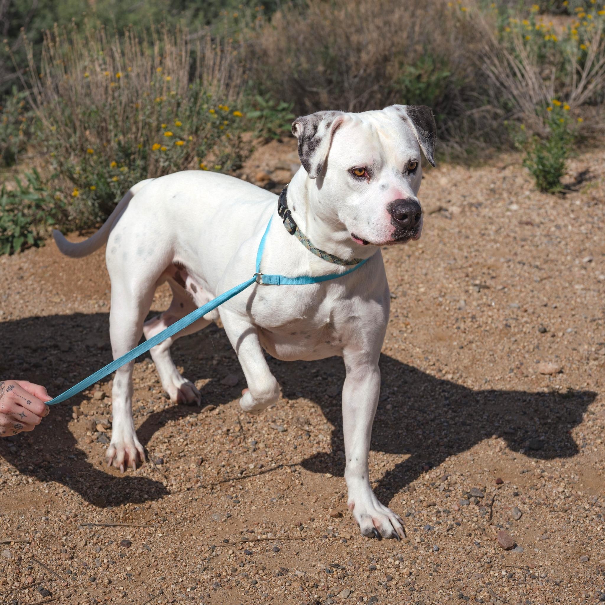 Enlarge GUERO, a Adoptable American Bulldog in Globe, AZ image 2/2