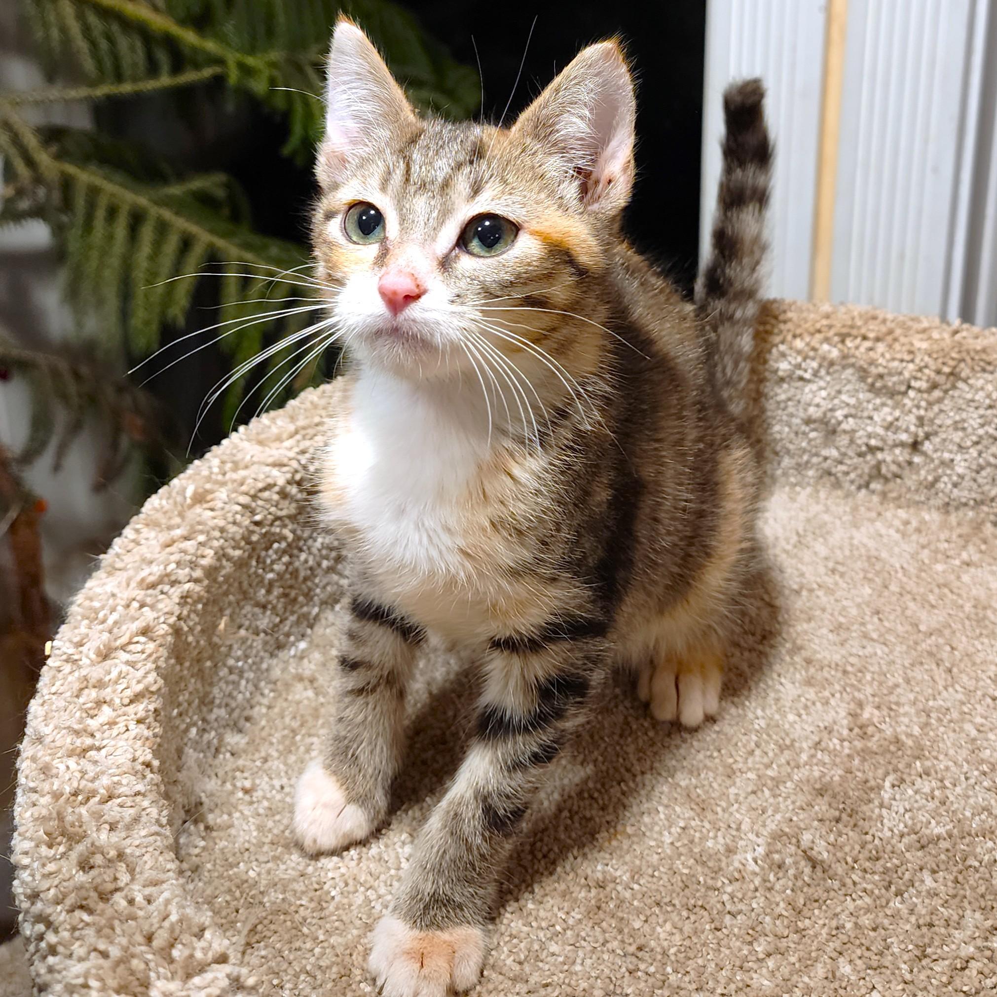 Butterscotch The Beauty! thumbnail 2