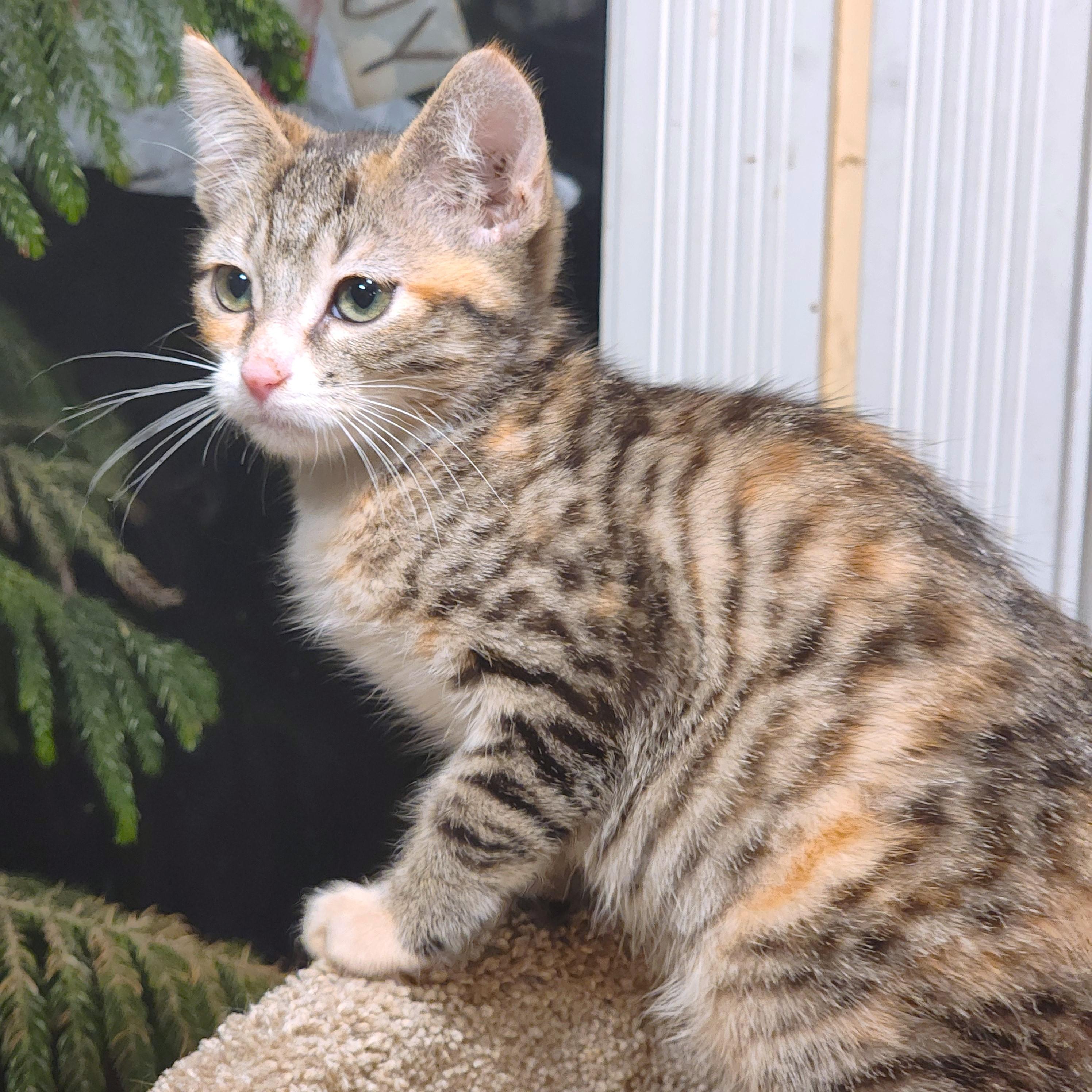 Butterscotch The Beauty! thumbnail 3