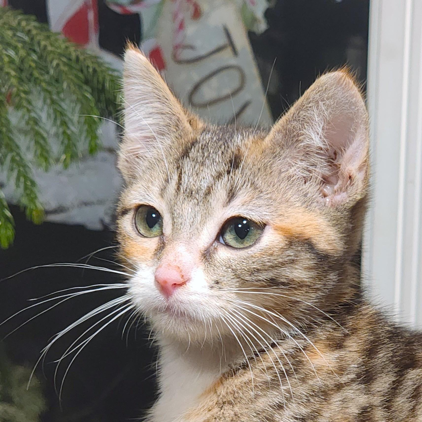 Butterscotch The Beauty! thumbnail 4