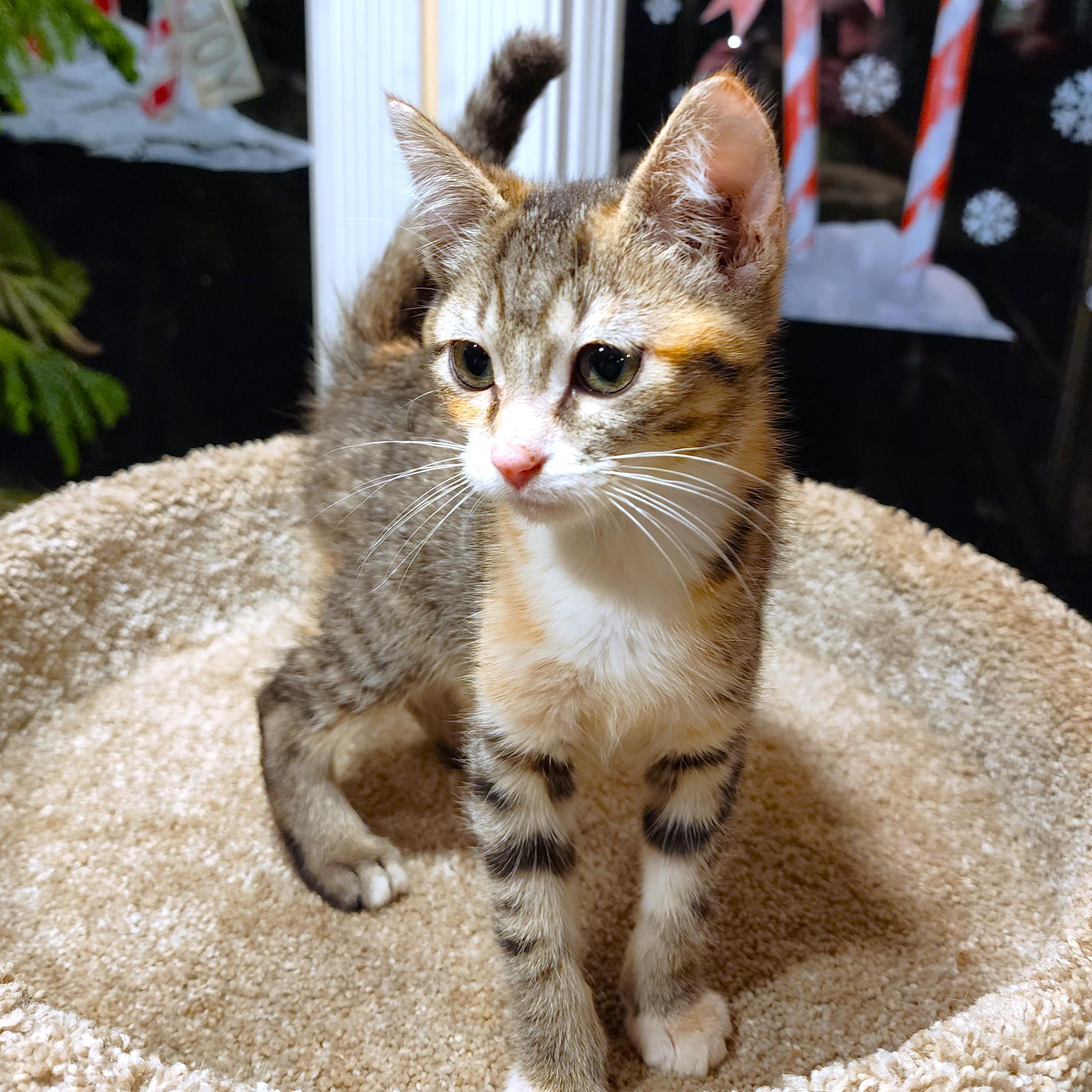 Butterscotch The Beauty! thumbnail 5