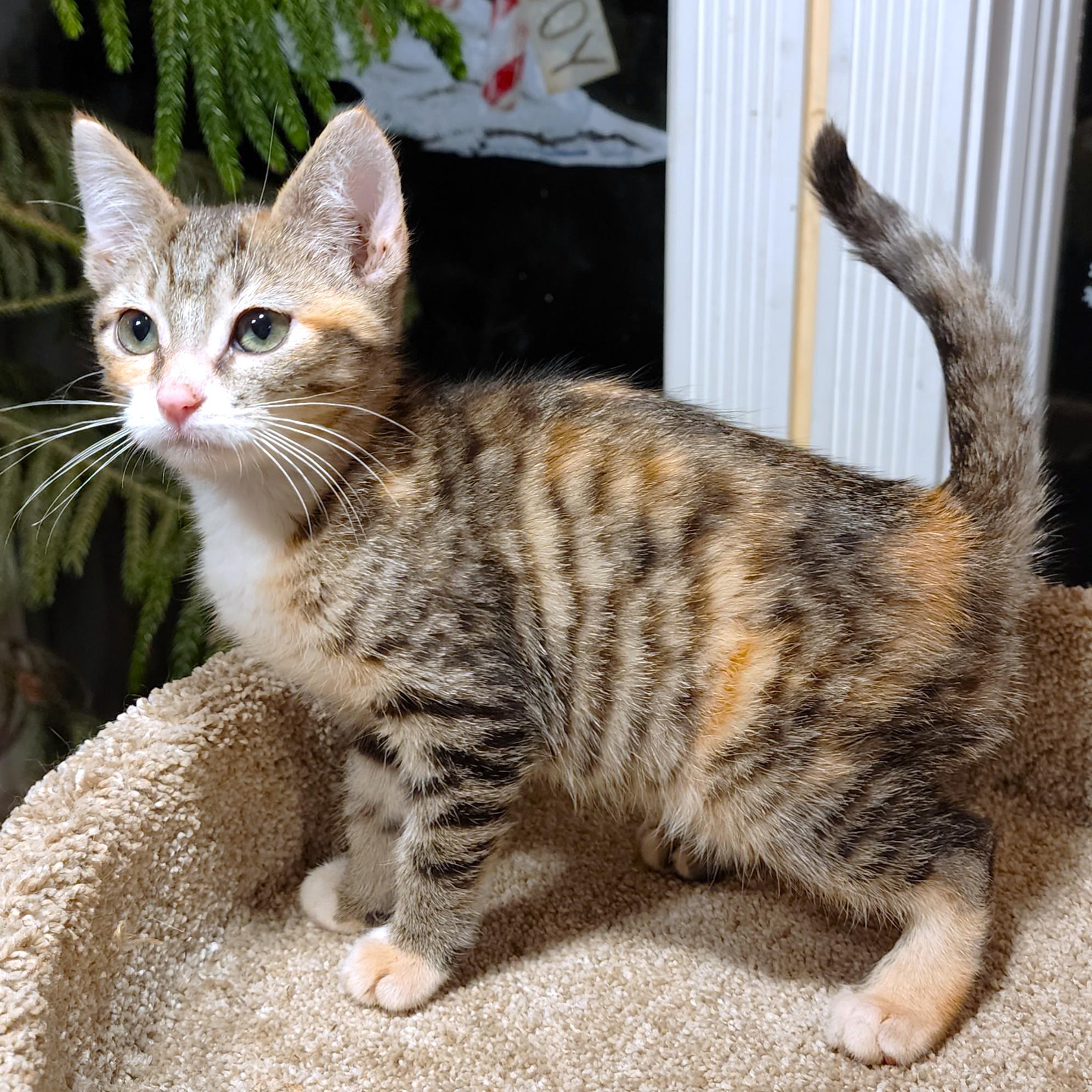 Butterscotch The Beauty! thumbnail 6