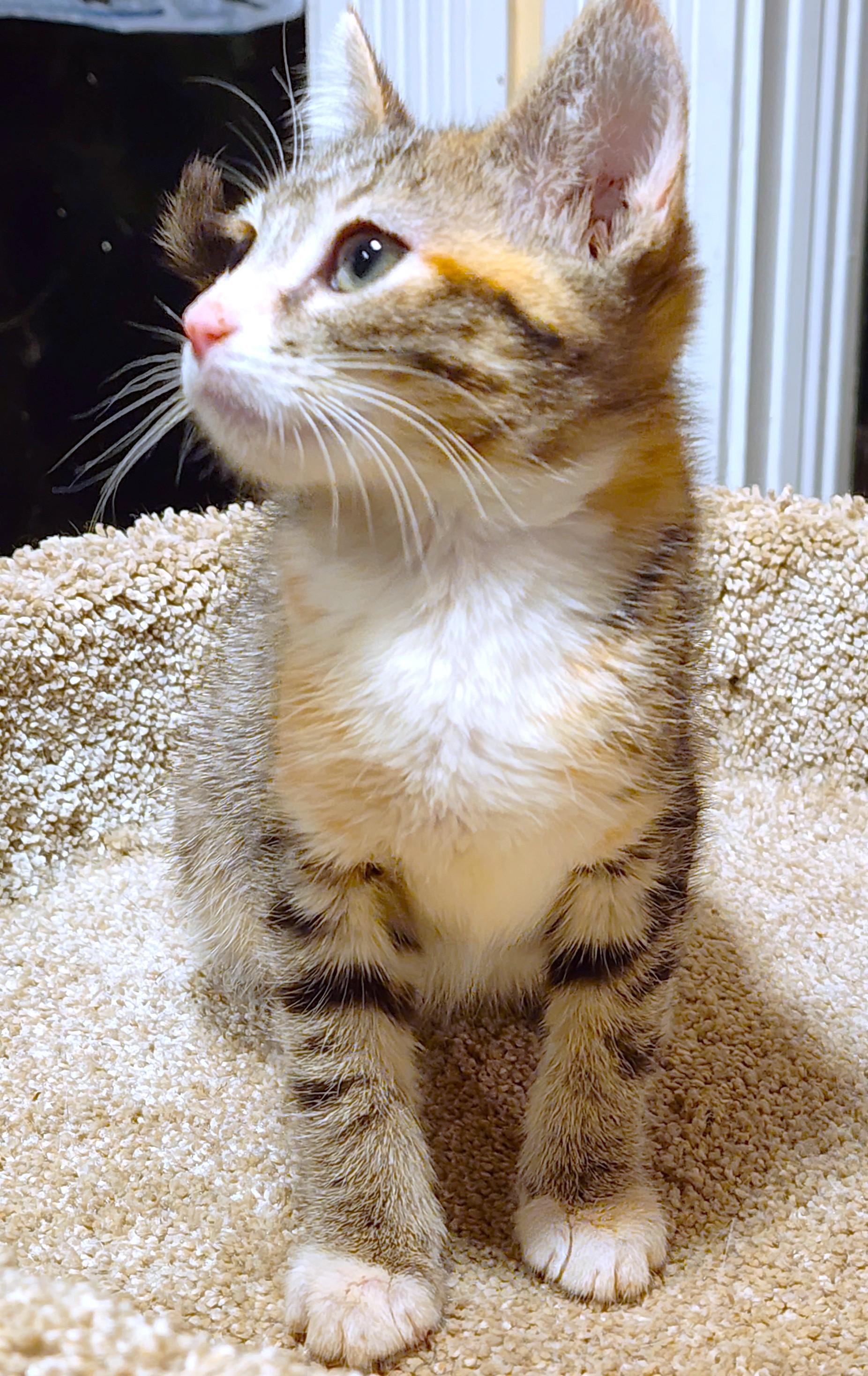 Butterscotch The Beauty! thumbnail 7