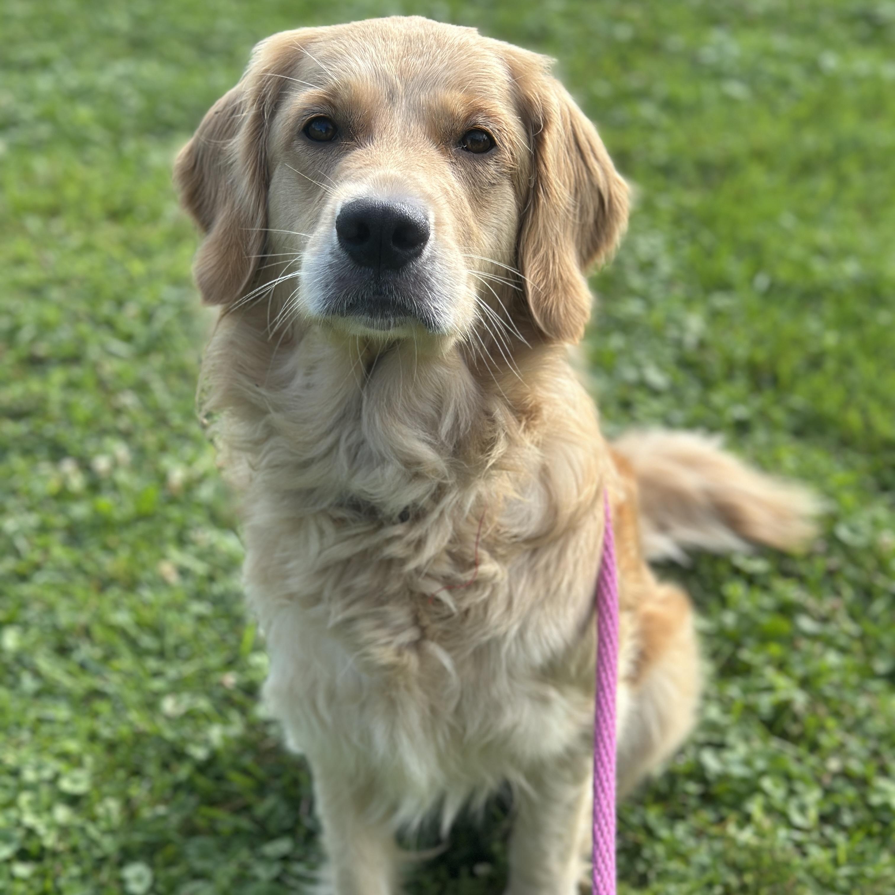 Sylvia, an adopted Golden Retriever in Danville, PA image 3/3