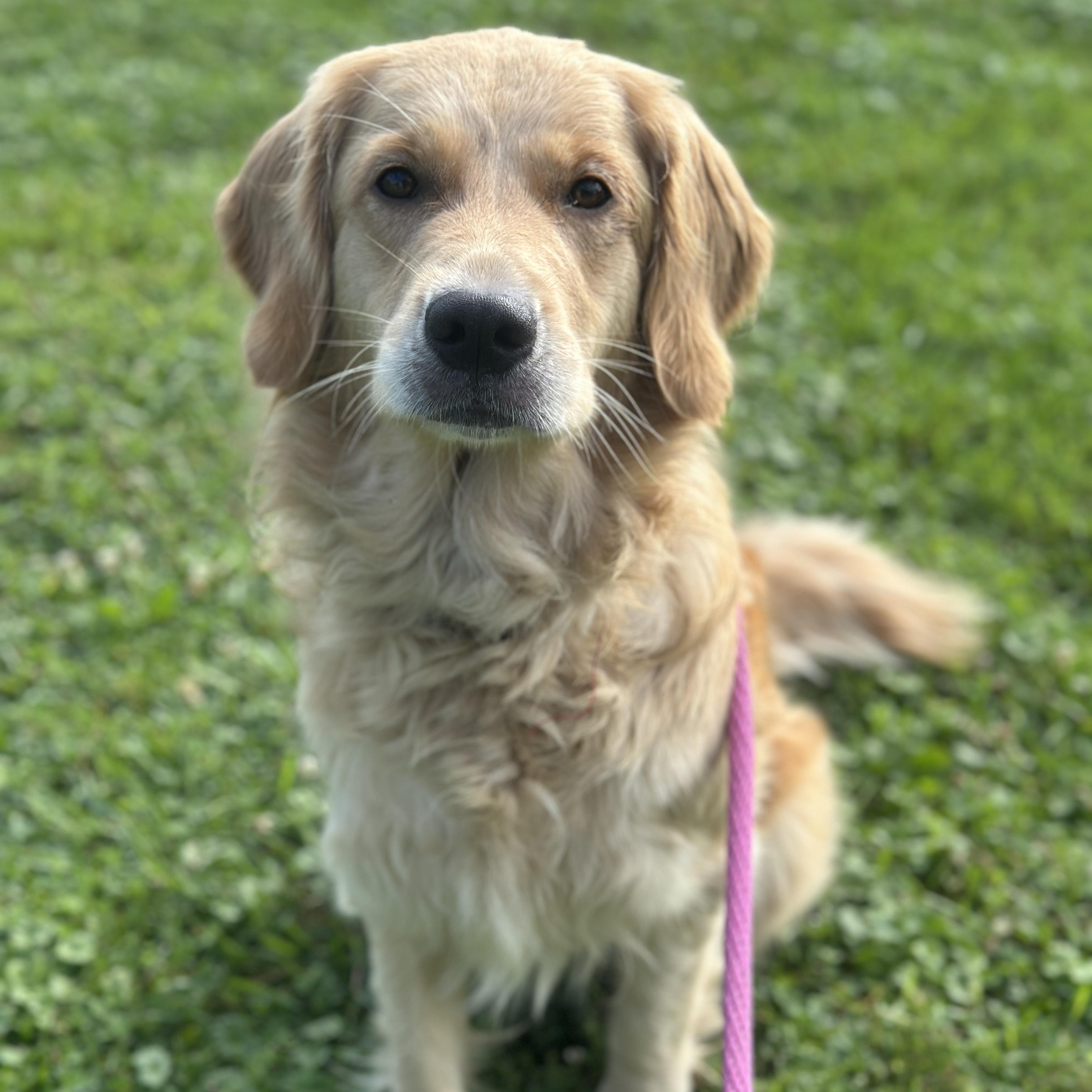 Sylvia, an adopted Golden Retriever in Danville, PA image 2/3