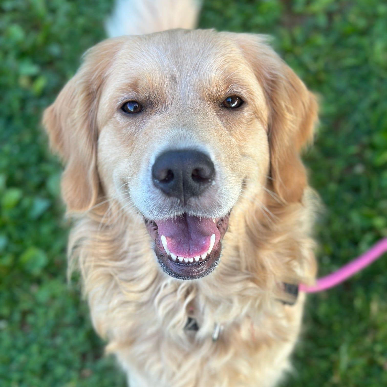 Sylvia, adopted, Adult Female Golden Retriever.