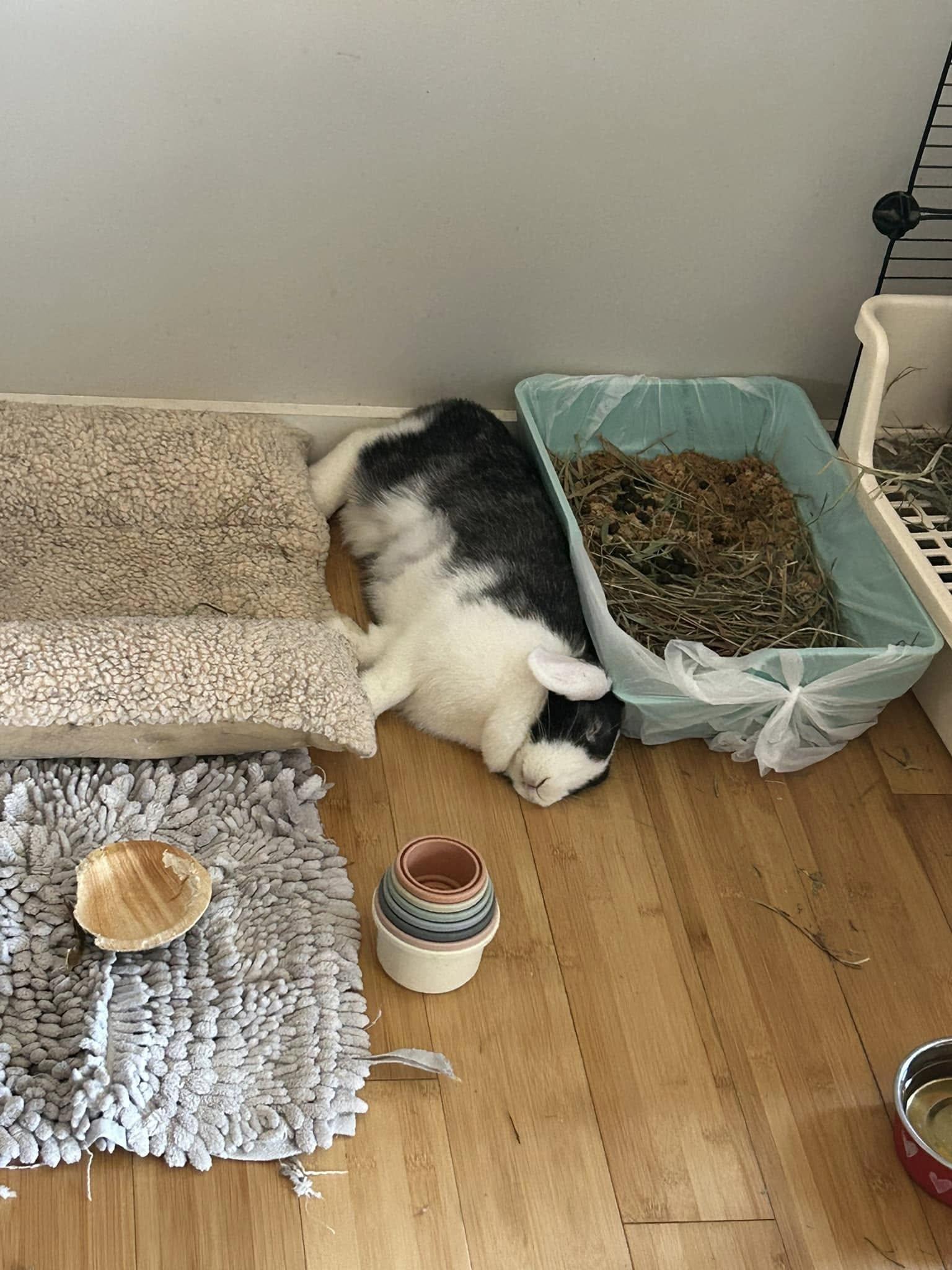 Enlarge Fig, a Adopted mixed breed in Asheville, NC image 5/5