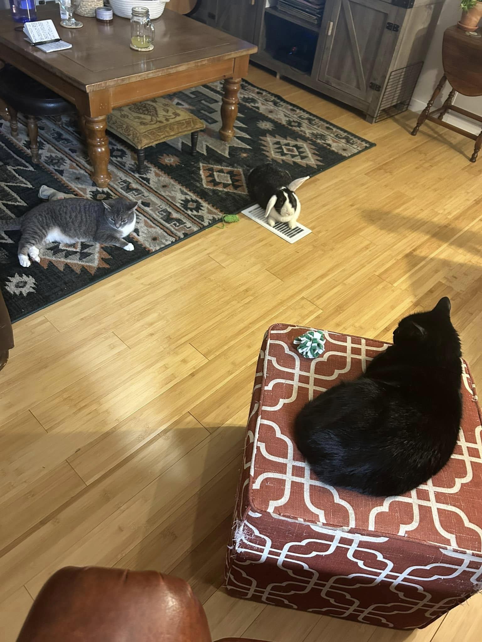 Enlarge Fig, a Adopted mixed breed in Asheville, NC image 4/5