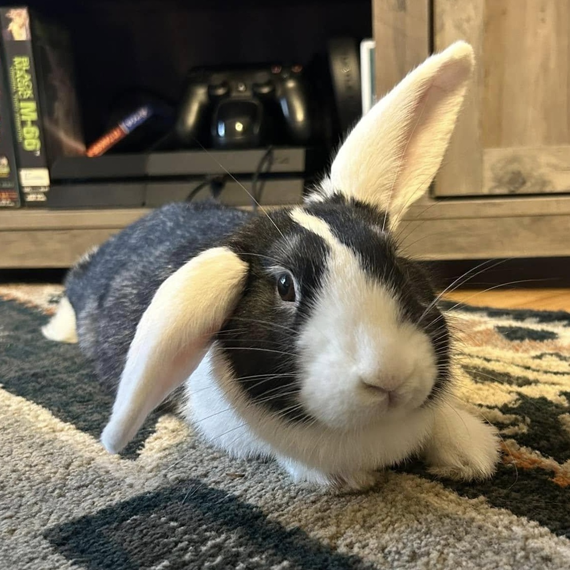 Fig, Adopted, Adult Female Bunny Rabbit & Lop Eared.