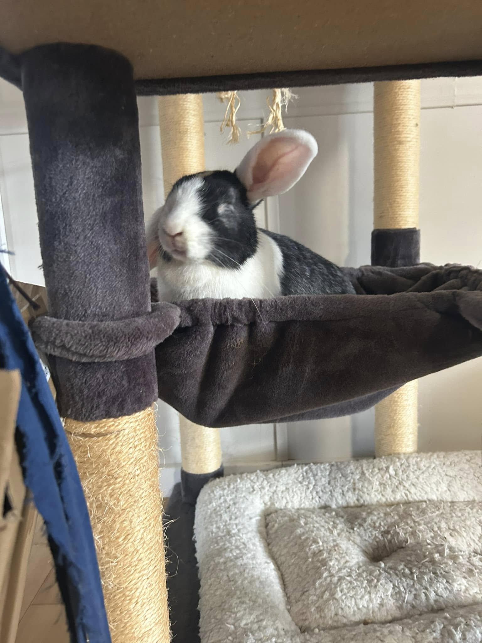 Enlarge Fig, a Adopted mixed breed in Asheville, NC image 2/5