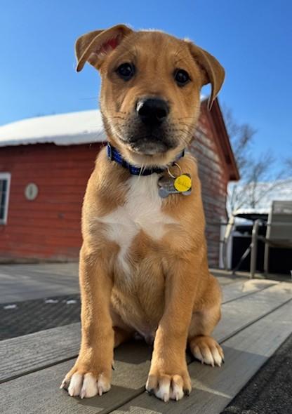 Beckham, Adoptable, Puppy Male Hound.