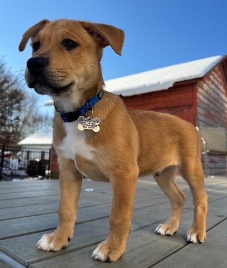 Beckham, a Adoptable mixed breed in Albany, NY image 2/6