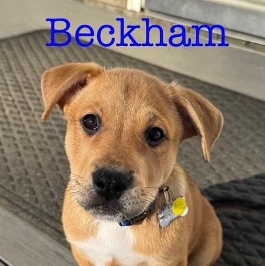 Beckham, a Adoptable mixed breed in Albany, NY image 4/6