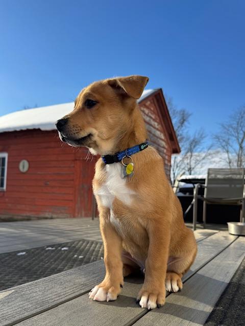 Beckham, a Adoptable mixed breed in Albany, NY image 5/6