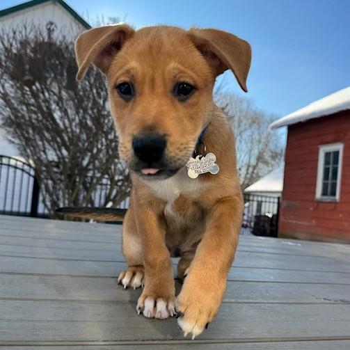 Beckham, a Adoptable mixed breed in Albany, NY image 6/6