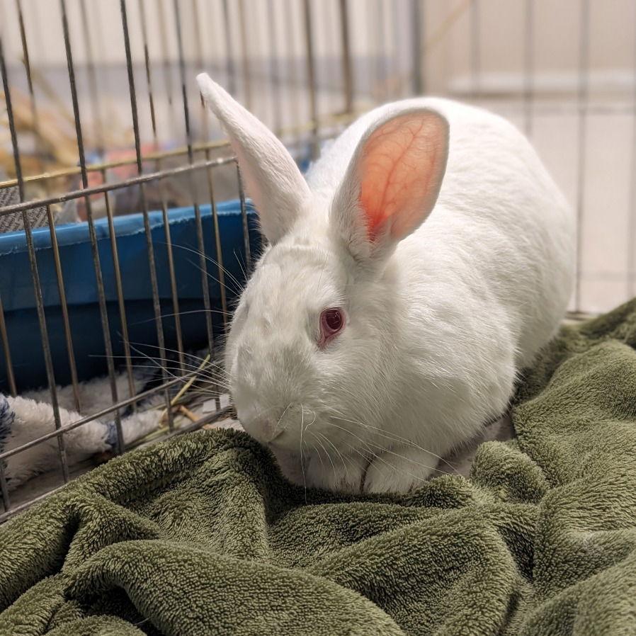 Curlew, Adoptable, Adult Female New Zealand.