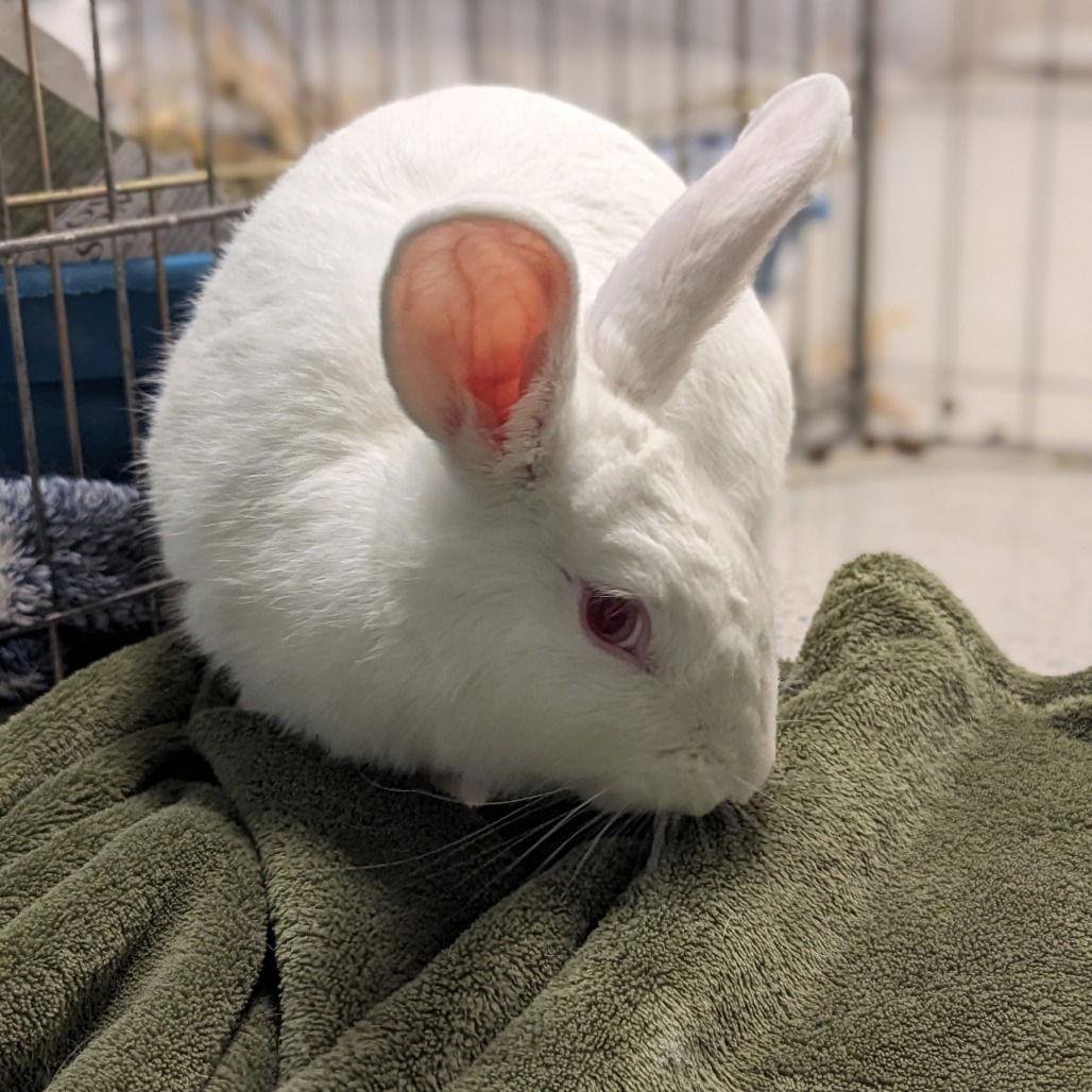 Curlew, a Adoptable New Zealand in Rohnert Park, CA image 2/2
