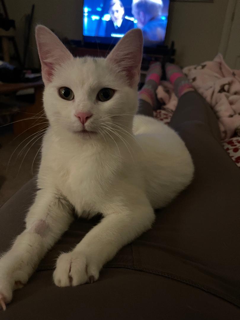 Enlarge Blanca, a ADOPTABLE Domestic Short Hair in Gilroy, CA image 4/4