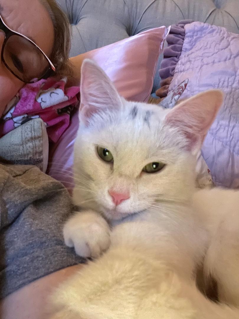 Blanca, ADOPTABLE, Young Female Domestic Short Hair.