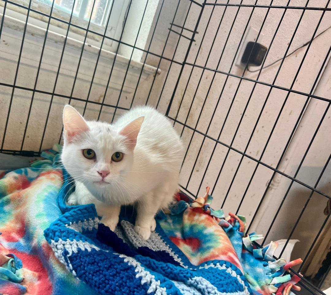Enlarge Blanca, a ADOPTABLE Domestic Short Hair in Gilroy, CA image 2/4