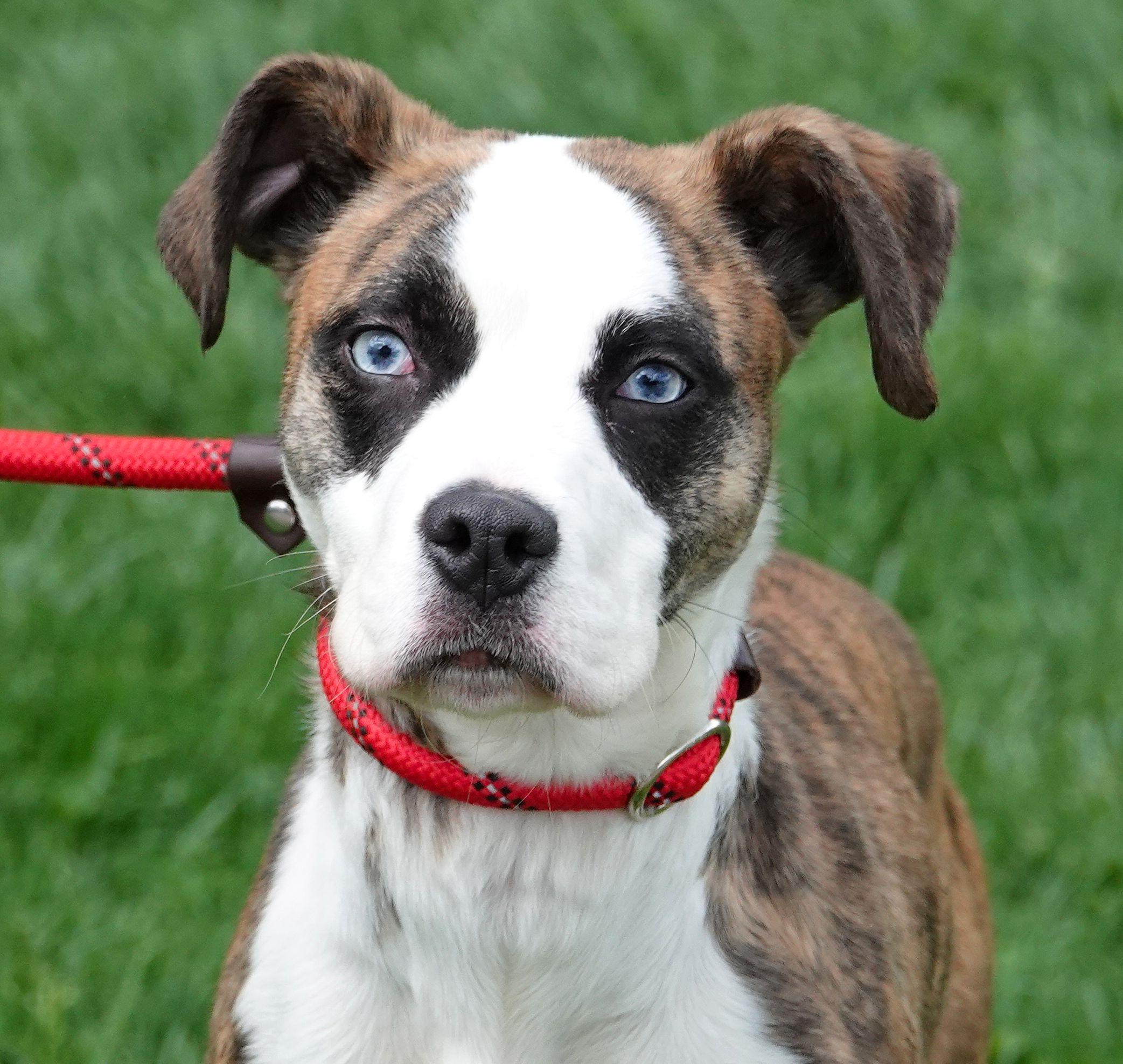 Enlarge Layla - ADOPTED, an adopted mixed breed in Millfield, OH image 1/4