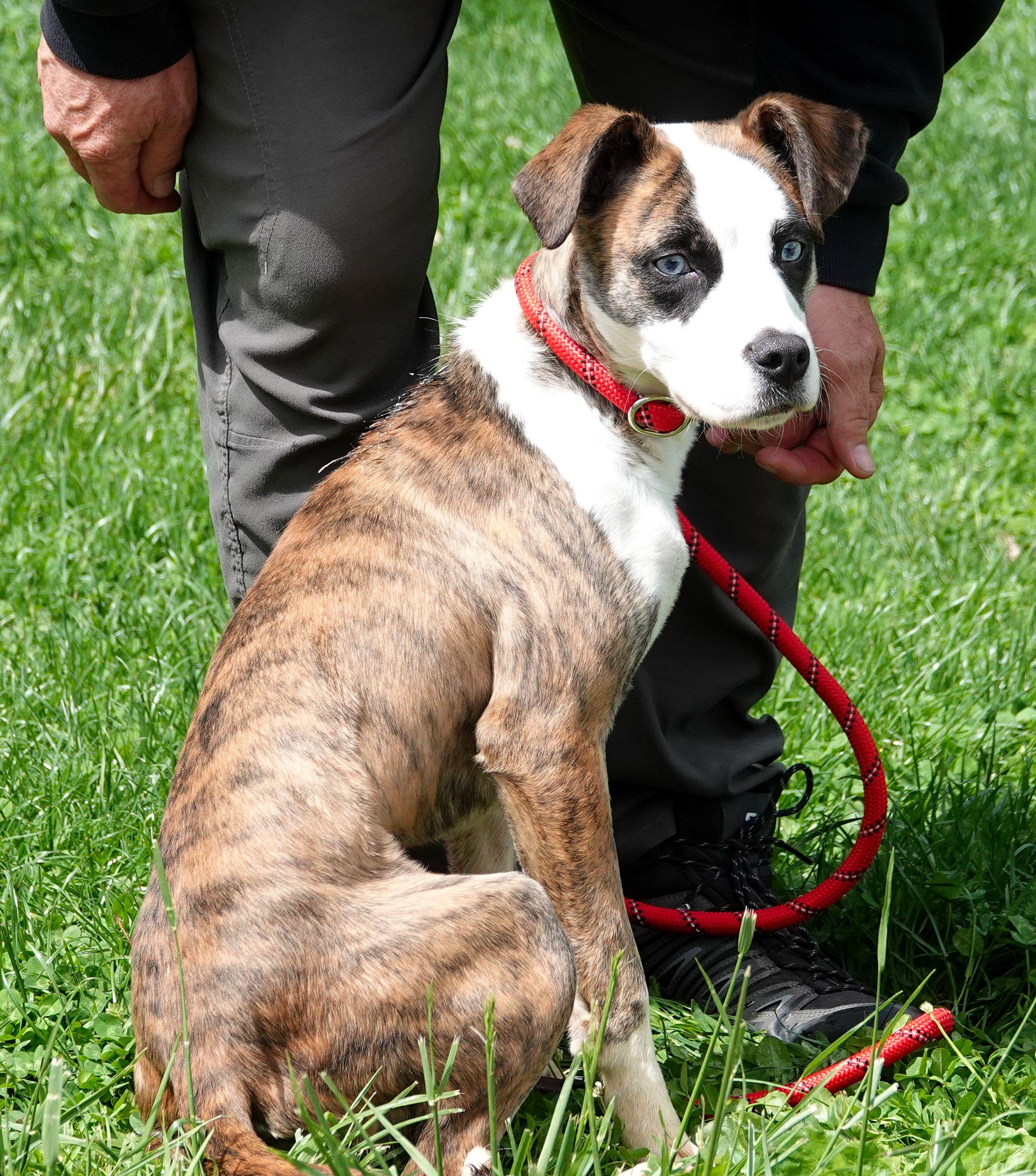 Enlarge Layla - ADOPTED, an adopted mixed breed in Millfield, OH image 4/4