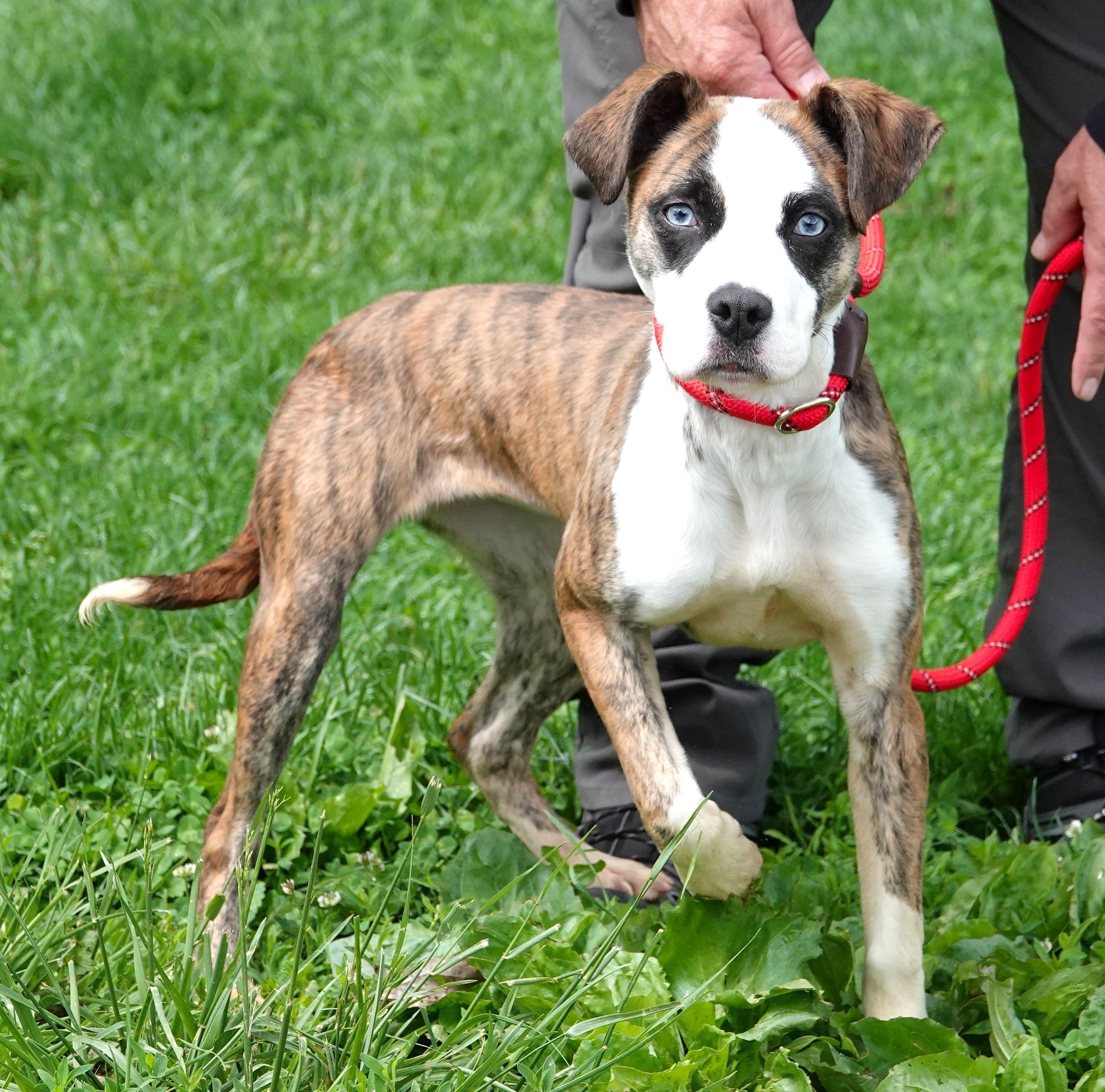 Enlarge Layla - ADOPTED, an adopted mixed breed in Millfield, OH image 2/4