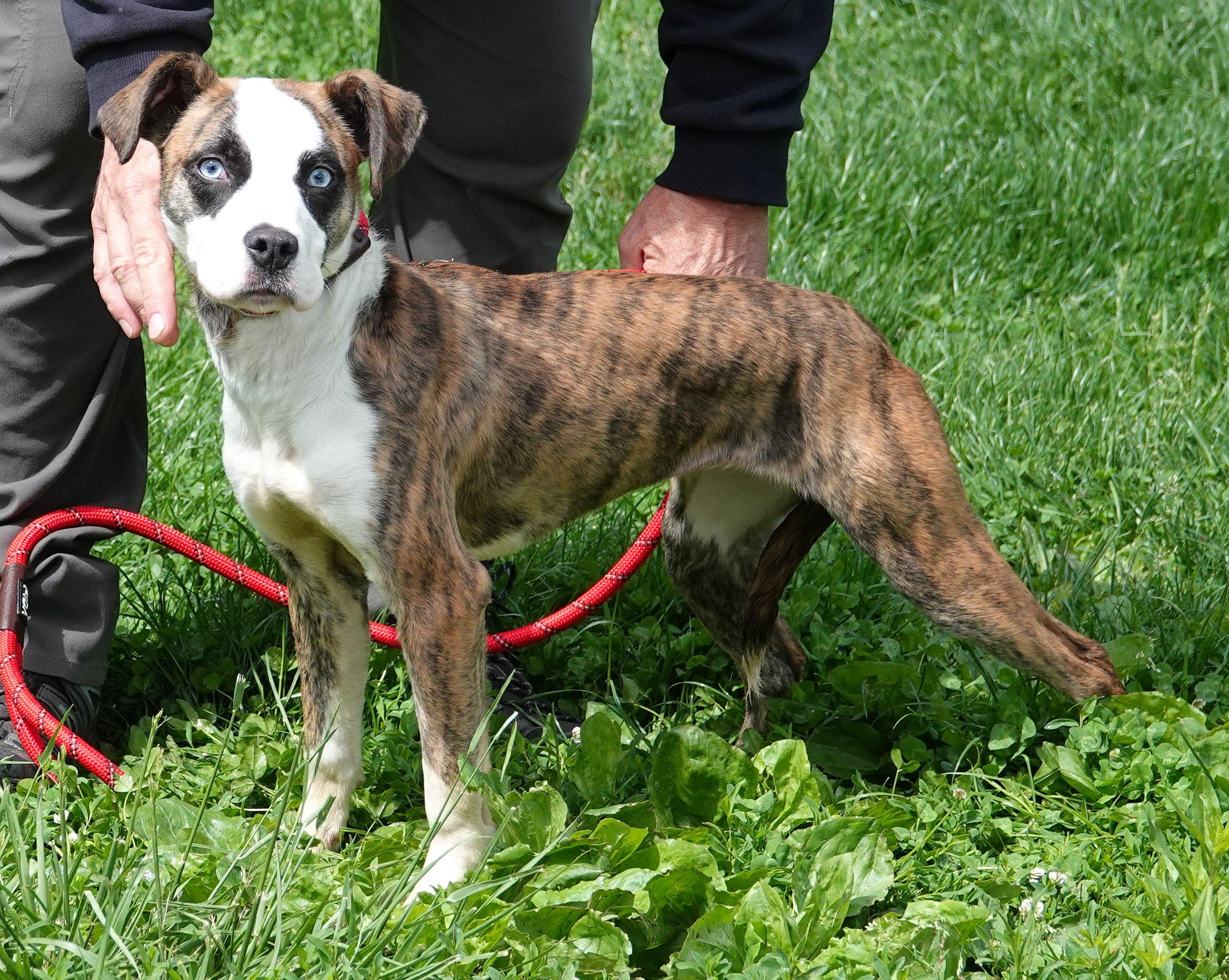 Enlarge Layla - ADOPTED, an adopted mixed breed in Millfield, OH image 3/4