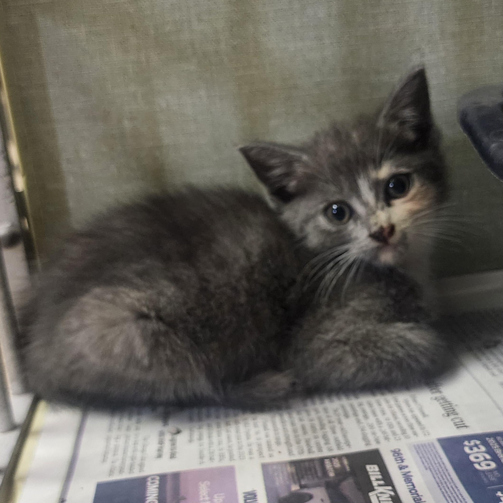 Enlarge Zoe, an adopted Domestic Short Hair in Tulsa, OK image 1/1