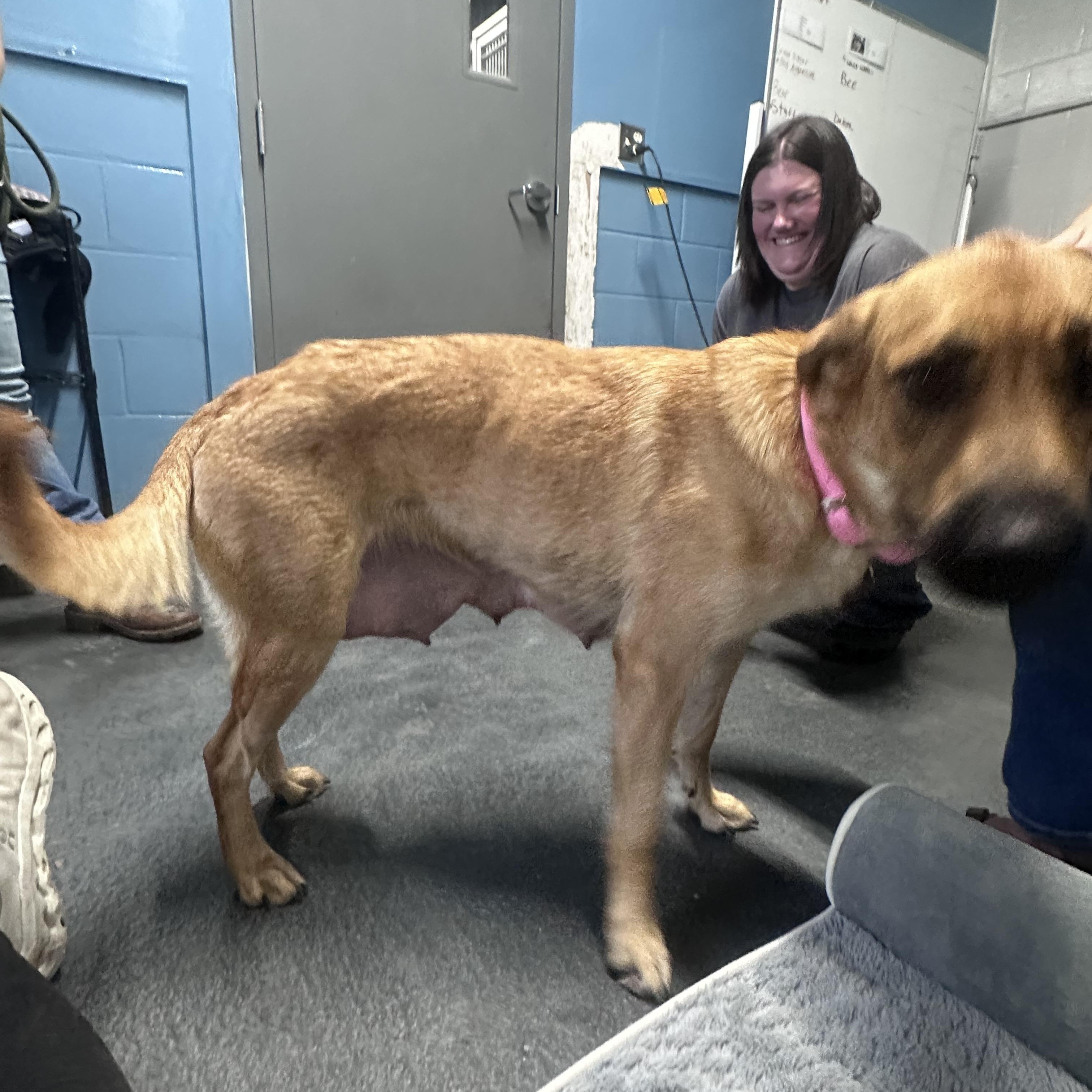 Enlarge Freya, a Adoptable mixed breed in Oswego, IL image 3/4