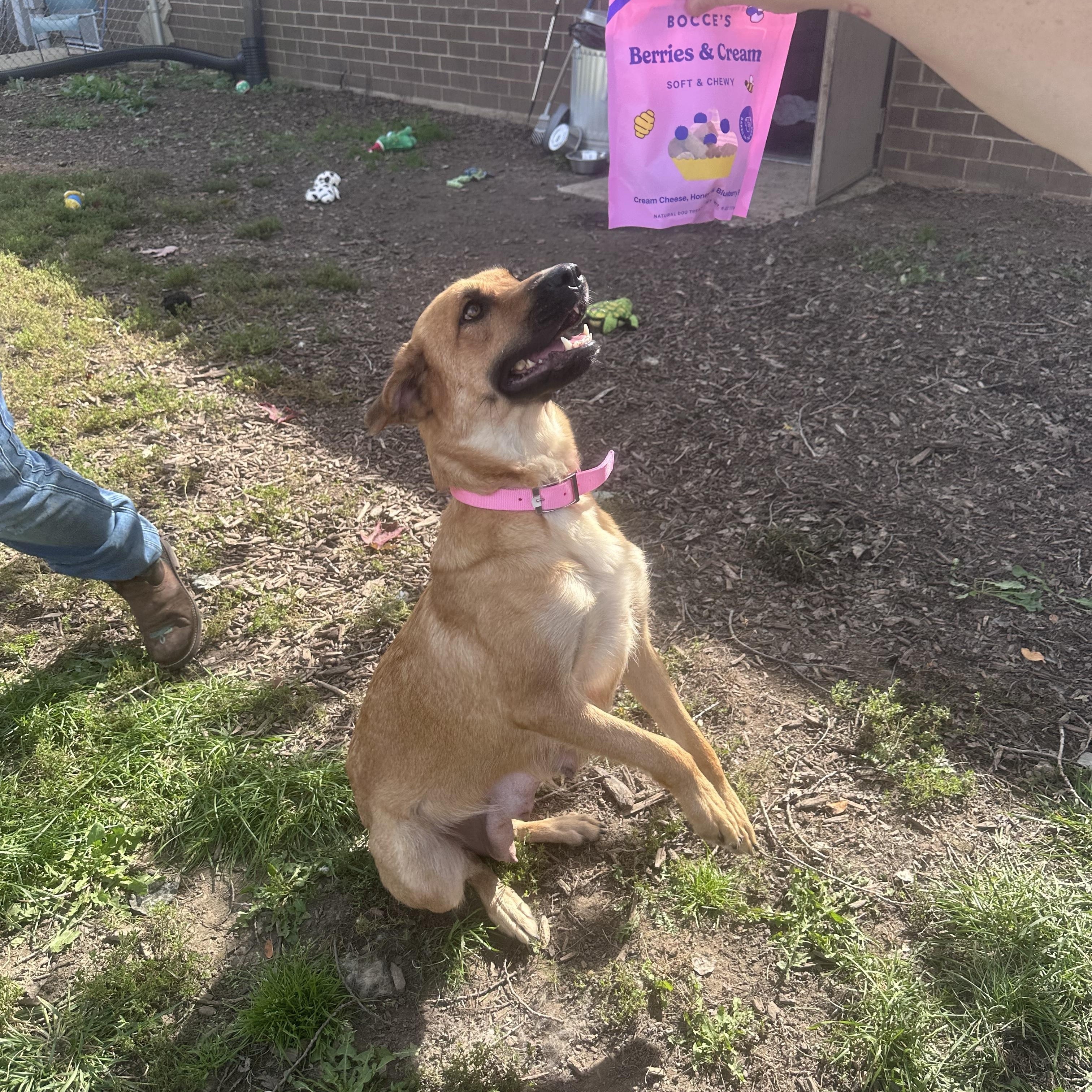 Enlarge Freya, a Adoptable mixed breed in Oswego, IL image 4/4
