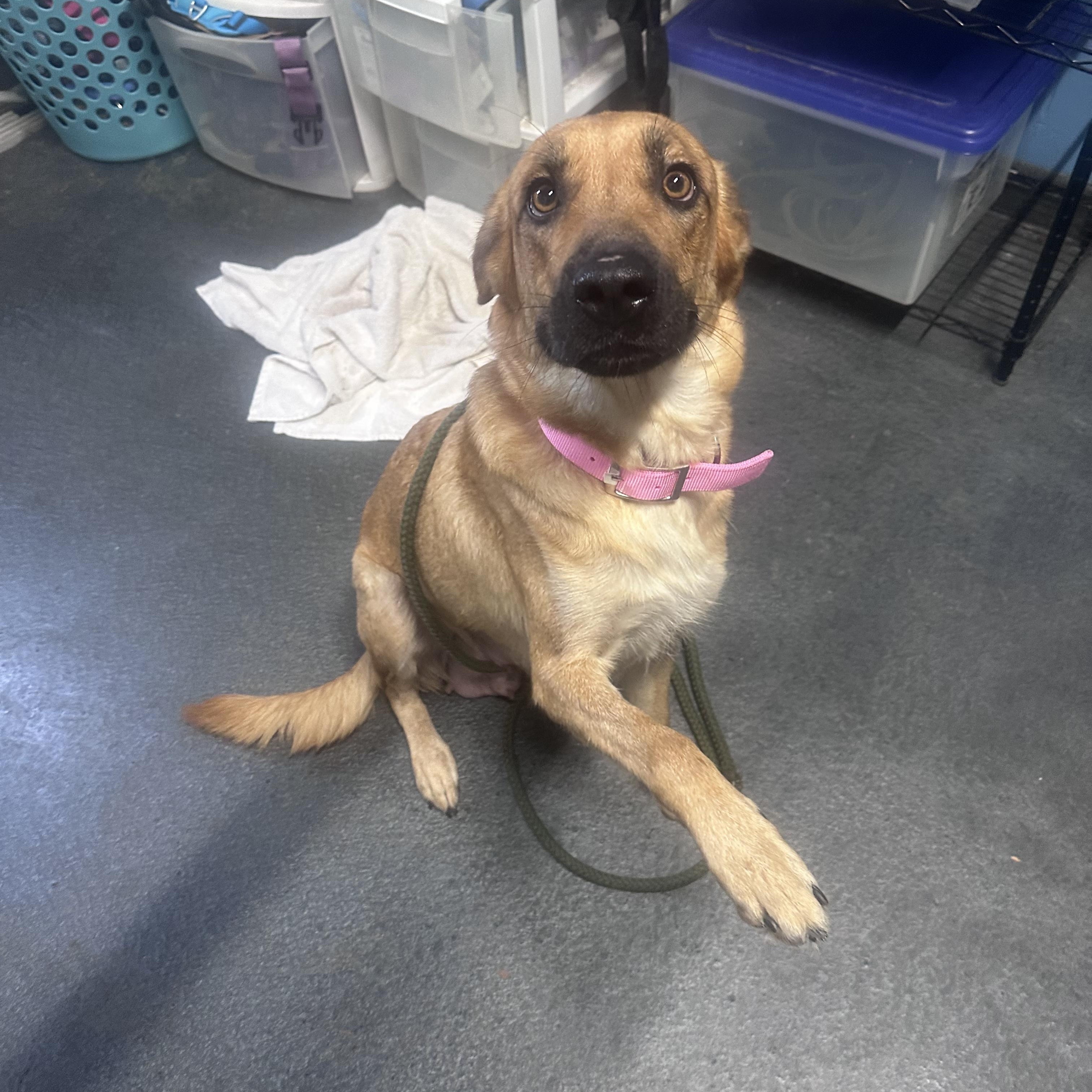 Freya, Adoptable, Adult Female Hound.