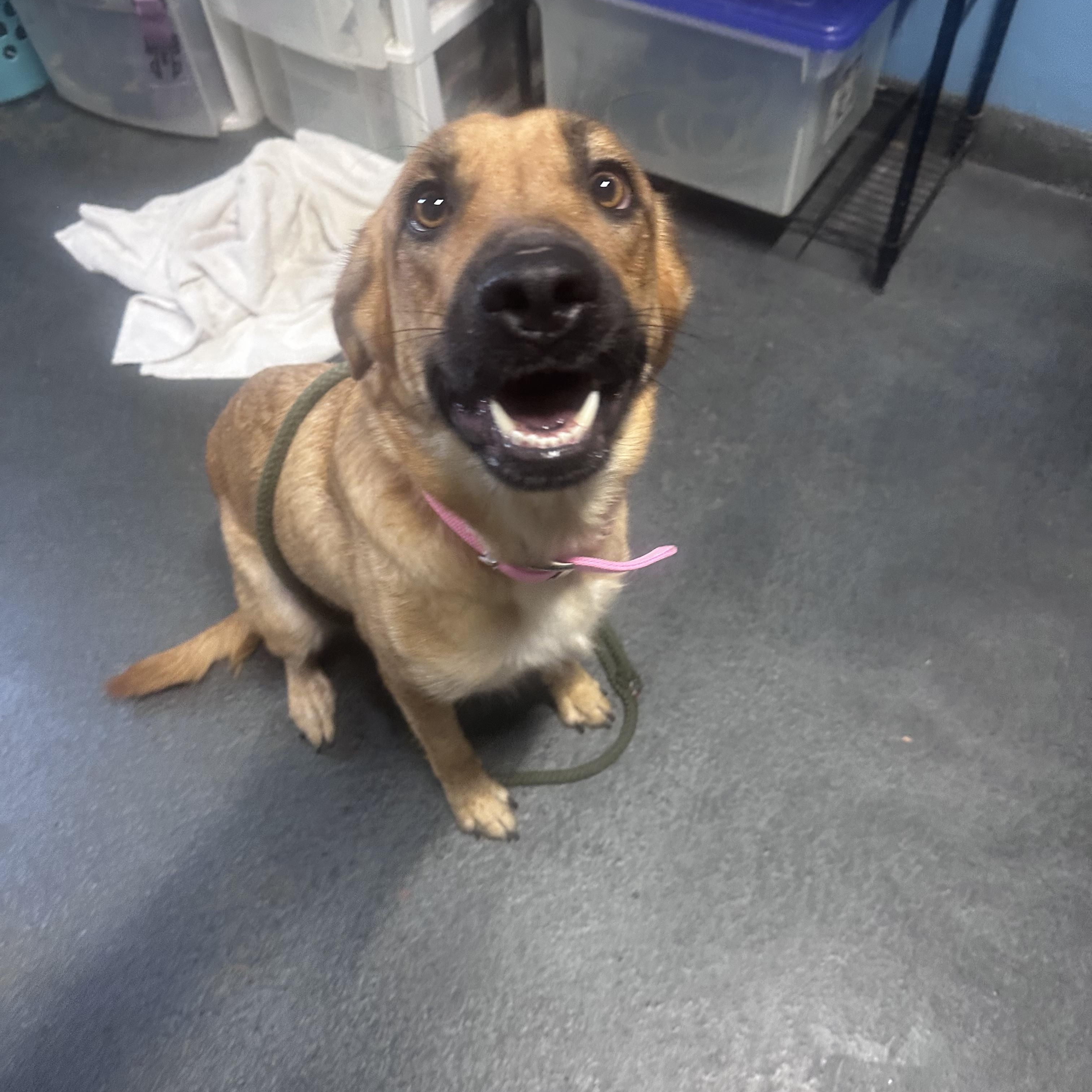 Enlarge Freya, a Adoptable mixed breed in Oswego, IL image 2/4