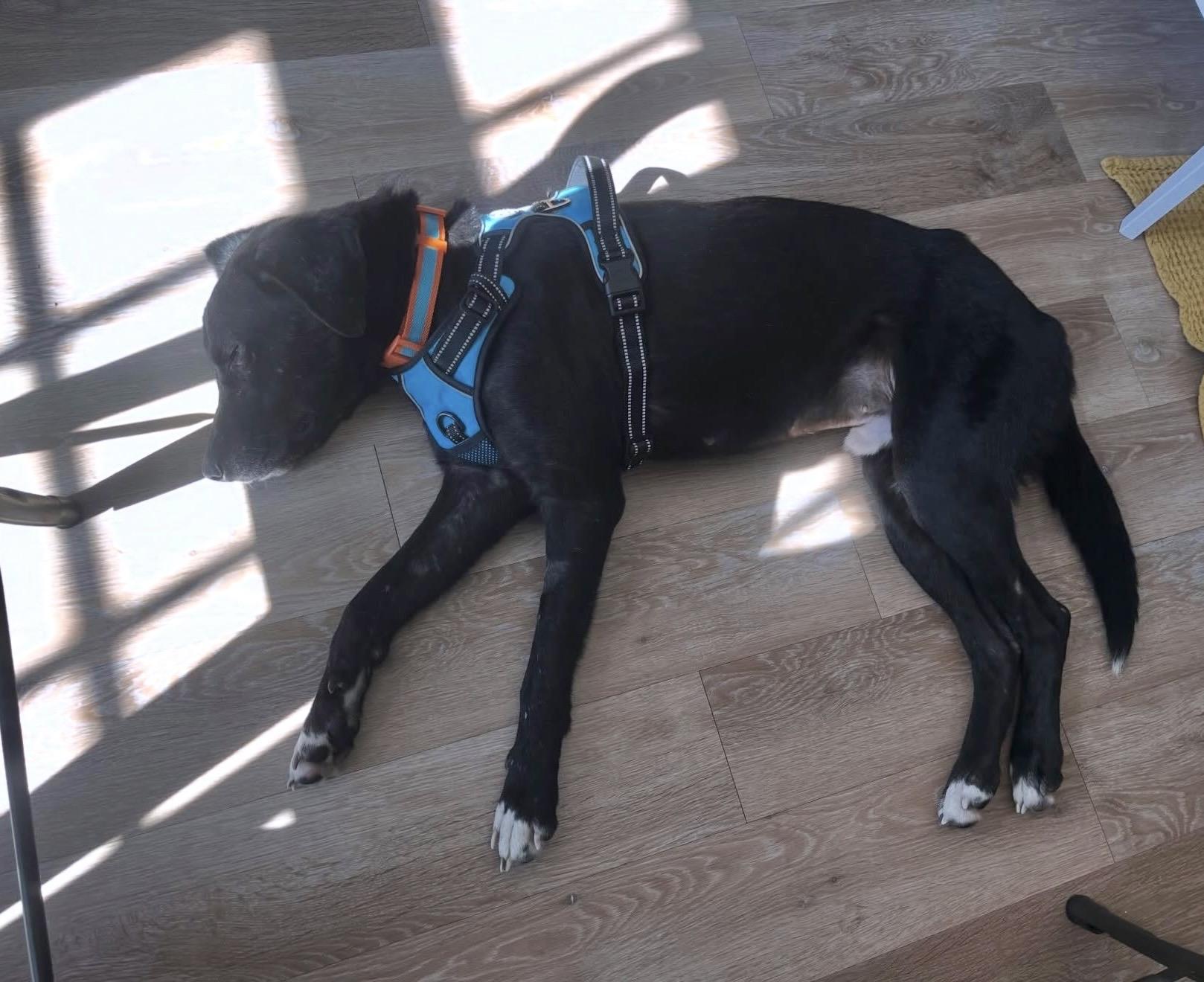 Enlarge Brew, a Adoptable mixed breed in Commerce City, CO image 6/6