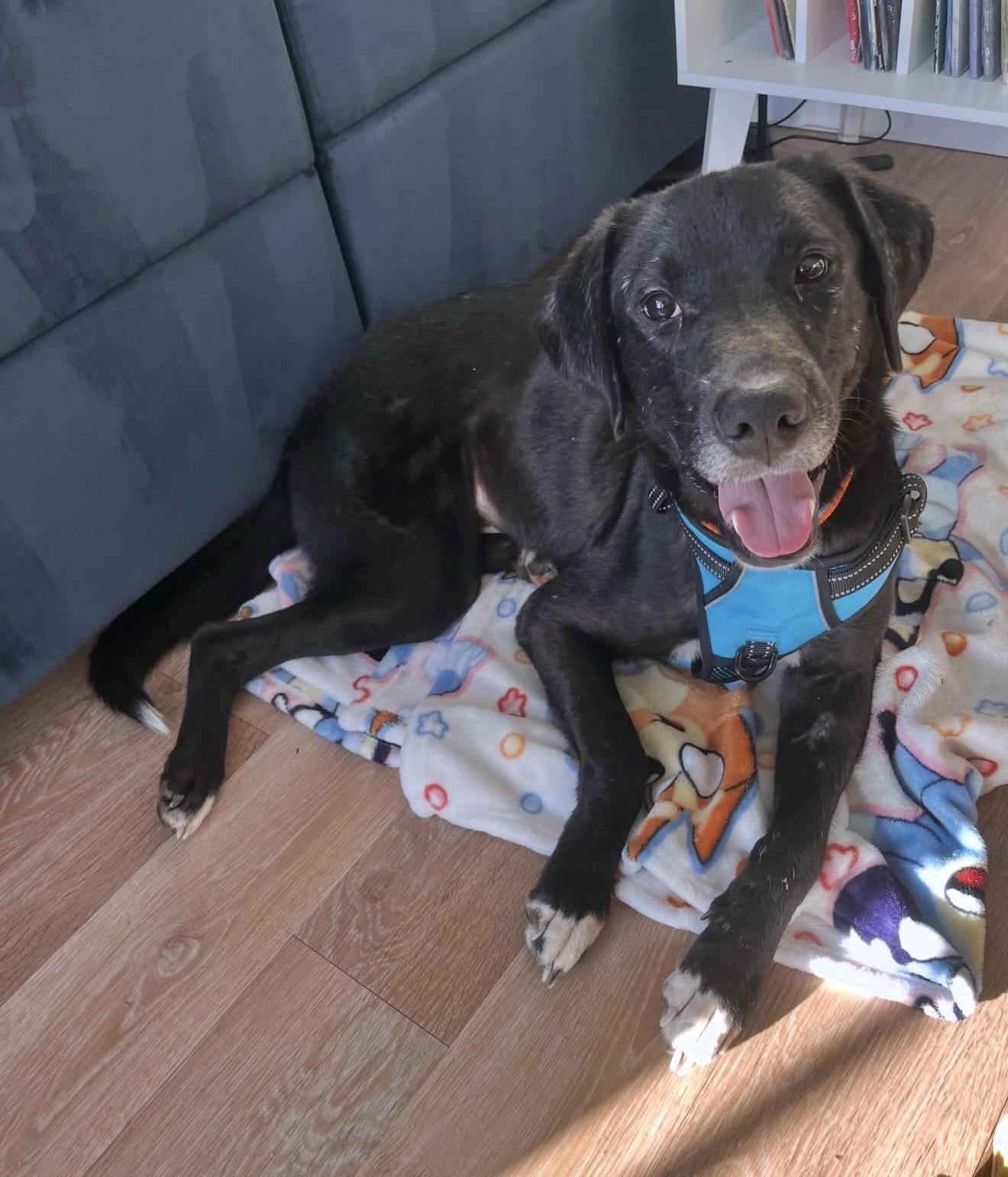 Brew, Adoptable, Adult Male Labrador Retriever.