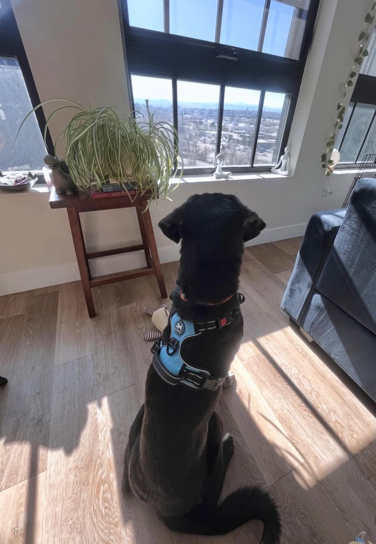 Enlarge Brew, a Adoptable mixed breed in Commerce City, CO image 5/6