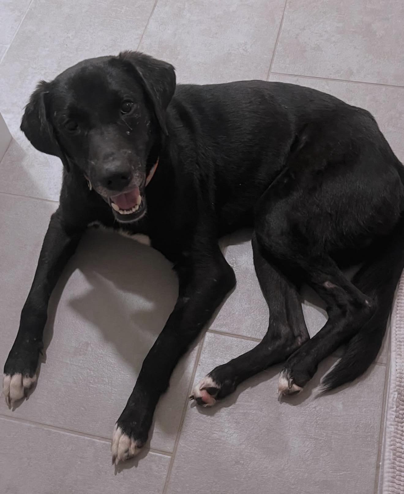 Enlarge Brew, a Adoptable mixed breed in Commerce City, CO image 2/6